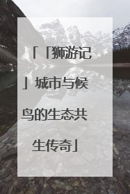 「狮游记」城市与候鸟的生态共生传奇