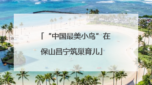 “中国最美小鸟”在保山昌宁筑巢育儿