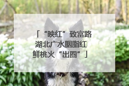 “映红”致富路 湖北广水胭脂红鲜桃火“出圈”