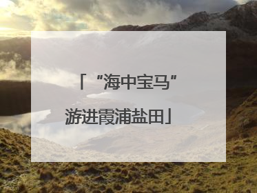 “海中宝马”游进霞浦盐田