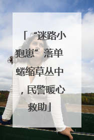 “迷路小狍崽”落单蜷缩草丛中，民警暖心救助