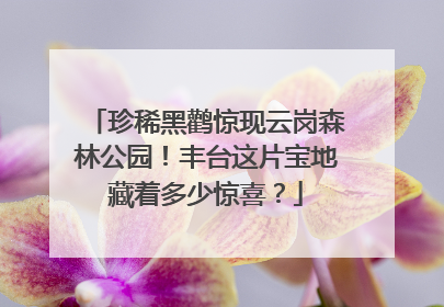 珍稀黑鹳惊现云岗森林公园！丰台这片宝地藏着多少惊喜？