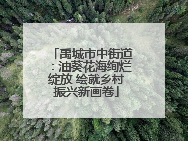 禹城市中街道：油葵花海绚烂绽放 绘就乡村振兴新画卷