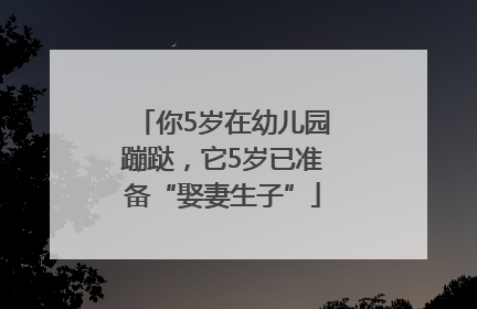 你5岁在幼儿园蹦跶，它5岁已准备“娶妻生子”