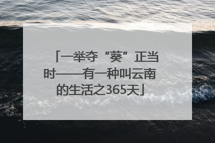 一举夺“葵”正当时——有一种叫云南的生活之365天