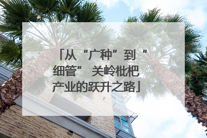 从“广种”到“细管” 关岭枇杷产业的跃升之路