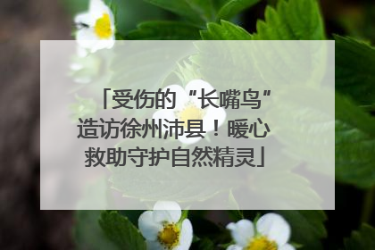 受伤的“长嘴鸟”造访徐州沛县！暖心救助守护自然精灵