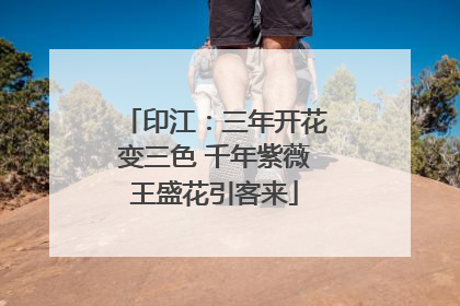 印江：三年开花变三色 千年紫薇王盛花引客来