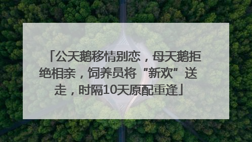 公天鹅移情别恋，母天鹅拒绝相亲，饲养员将“新欢”送走，时隔10天原配重逢