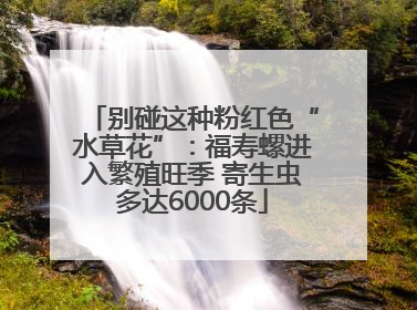 别碰这种粉红色“水草花”：福寿螺进入繁殖旺季 寄生虫多达6000条