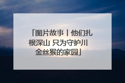 图片故事丨他们扎根深山 只为守护川金丝猴的家园