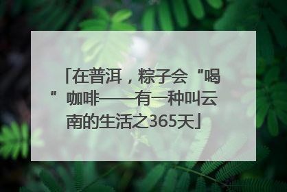 在普洱，粽子会“喝”咖啡——有一种叫云南的生活之365天