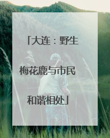 大连：野生梅花鹿与市民和谐相处