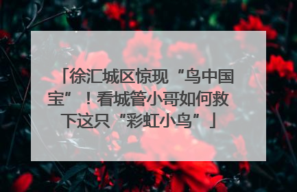 徐汇城区惊现“鸟中国宝”！看城管小哥如何救下这只“彩虹小鸟”