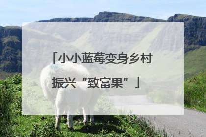 小小蓝莓变身乡村振兴“致富果”
