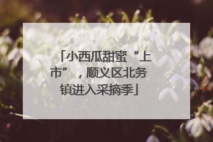 小西瓜甜蜜“上市”，顺义区北务镇进入采摘季