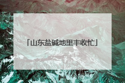 山东盐碱地里丰收忙