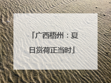 广西梧州：夏日赏荷正当时