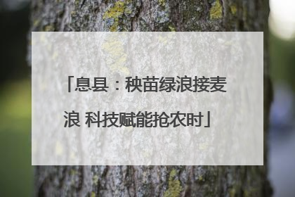 息县：秧苗绿浪接麦浪 科技赋能抢农时