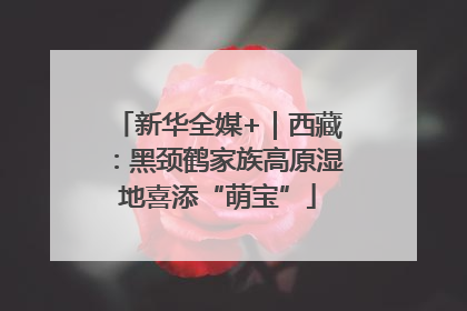 新华全媒+｜西藏：黑颈鹤家族高原湿地喜添“萌宝”