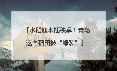 水稻迎来插秧季！青岛这些稻田披“绿装”