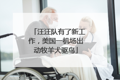 汪汪队有了新工作，美国一机场出动牧羊犬驱鸟