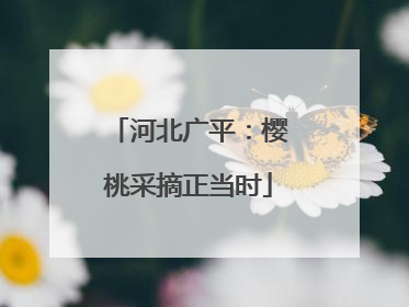 河北广平：樱桃采摘正当时