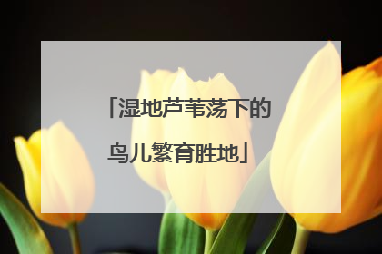 湿地芦苇荡下的鸟儿繁育胜地