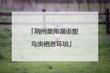 荆州菱角湖重塑鸟类栖息环境