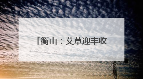 衡山：艾草迎丰收 助力村集体增收
