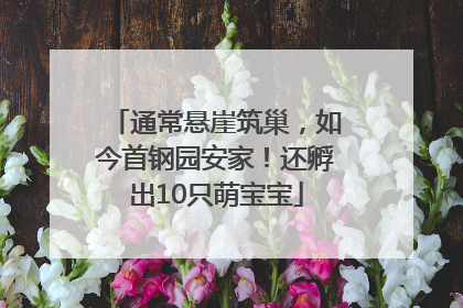 通常悬崖筑巢，如今首钢园安家！还孵出10只萌宝宝
