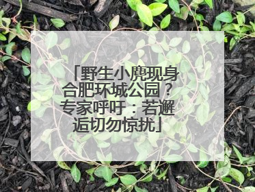 野生小麂现身合肥环城公园？专家呼吁：若邂逅切勿惊扰