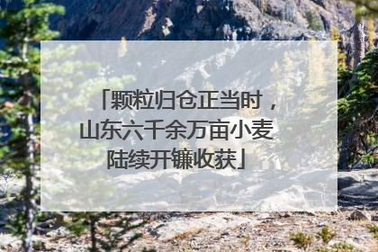 颗粒归仓正当时，山东六千余万亩小麦陆续开镰收获