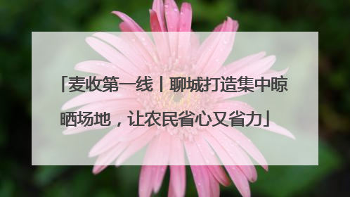 麦收第一线丨聊城打造集中晾晒场地，让农民省心又省力