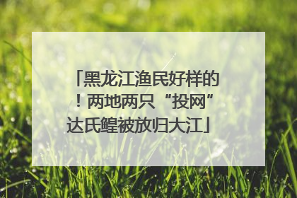黑龙江渔民好样的！两地两只“投网”达氏鳇被放归大江
