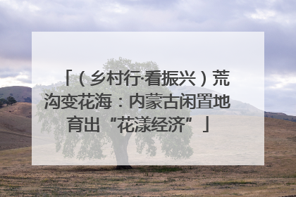 （乡村行·看振兴）荒沟变花海：内蒙古闲置地育出“花漾经济”