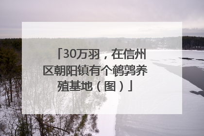 30万羽，在信州区朝阳镇有个鹌鹑养殖基地（图）